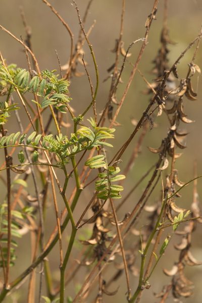 Astragalus falcatus, photographed by Вячеслав Юсупов