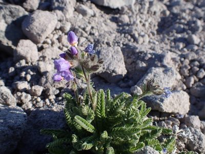 Polemonium elegans, photographed by John Brew