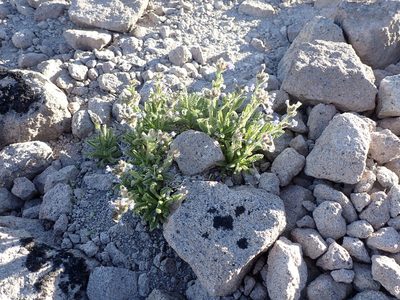 Polemonium elegans, photographed by John Brew