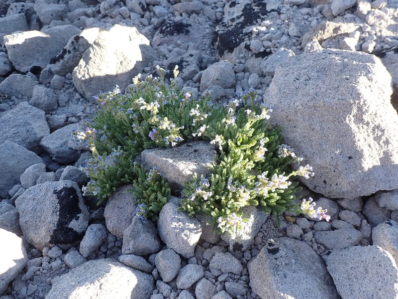 Polemonium elegans, photographed by John Brew