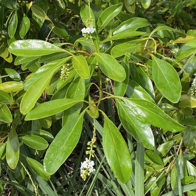 Citharexylum spinosum, photographed by Sue Carnahan