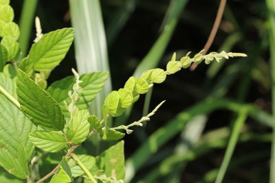 Phyllodium pulchellum, photographed by Agnes Trekker