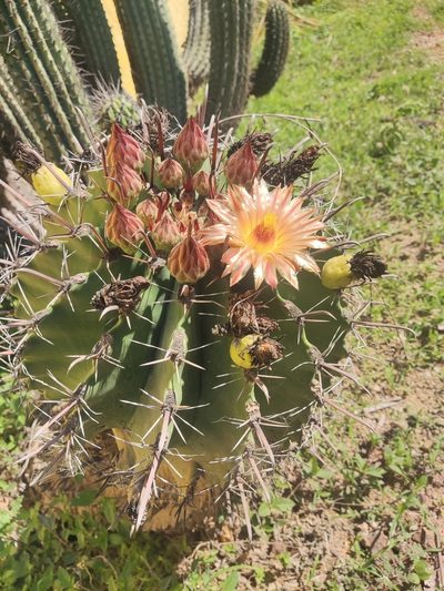 Ferocactus herrerae, photographed by Tereka Lasso