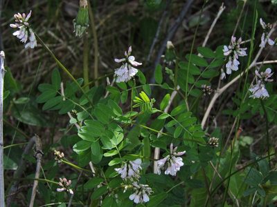Astragalus robbinsii