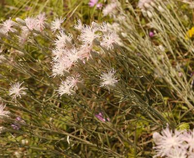 Jurinea stoechadifolia, photographed by Roman