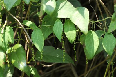 Cyclea hypoglauca, photographed by Agnes Trekker