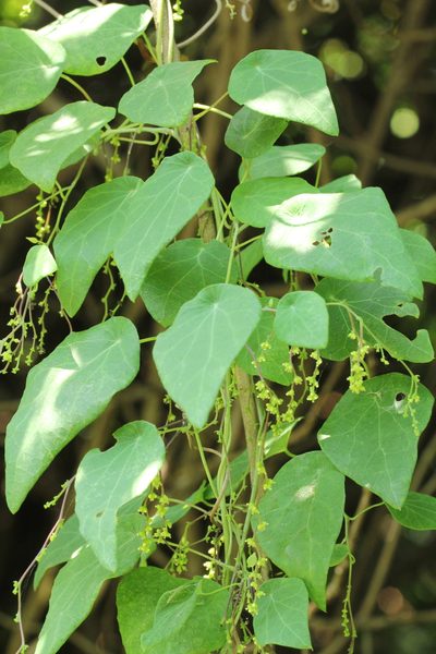 Cyclea hypoglauca, photographed by Agnes Trekker