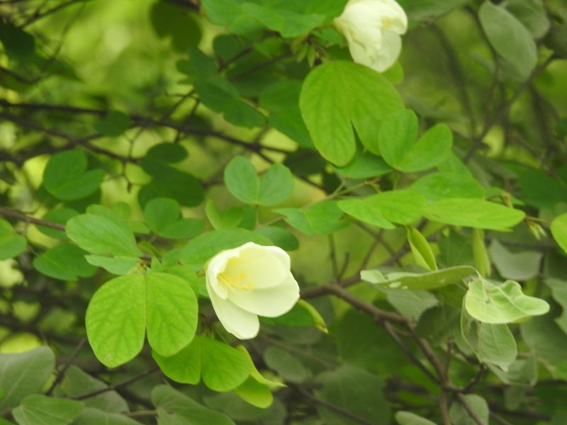 Bauhinia tomentosa, photographed by Raja bandi
