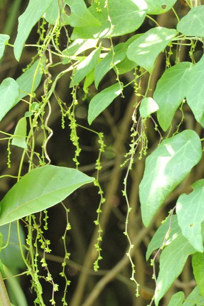 Cyclea hypoglauca, photographed by Agnes Trekker