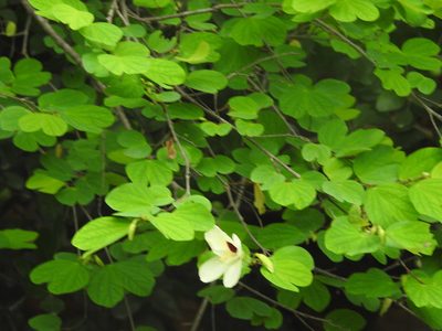 Bauhinia tomentosa, photographed by Raja bandi