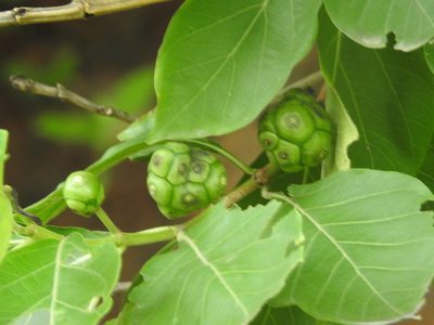 Morinda coreia, photographed by Raja bandi