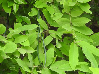 Wrightia tinctoria, photographed by Raja bandi
