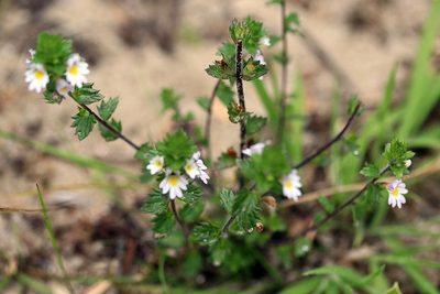 Euphrasia stricta, photographed by Michel Langeveld