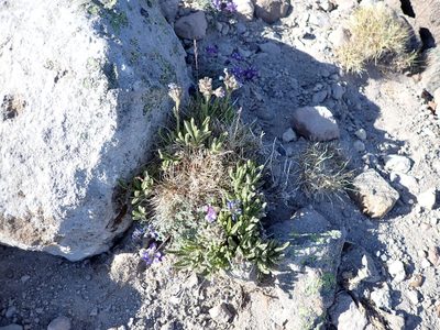 Polemonium elegans, photographed by John Brew