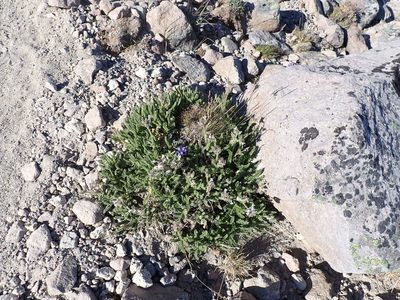 Polemonium elegans, photographed by John Brew