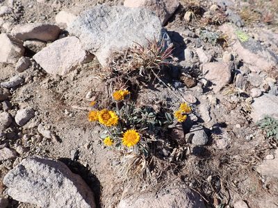 Erigeron aureus, photographed by John Brew
