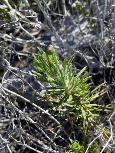 Euryops hebecarpus, photographed by Christina