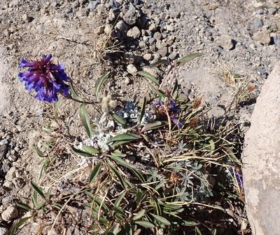 Penstemon procerus, photographed by John Brew