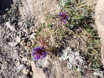 Penstemon procerus, photographed by John Brew