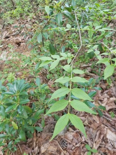 Buckleya distichophylla, photographed by William Kimzey