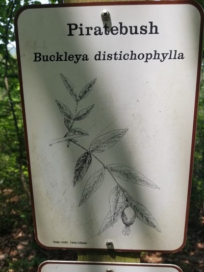 Buckleya distichophylla, photographed by William Kimzey