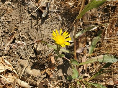 Grindelia hirsutula, photographed by Trevor Harding