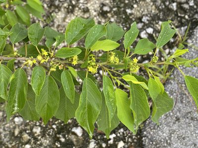 Colubrina elliptica, photographed by Sue Carnahan