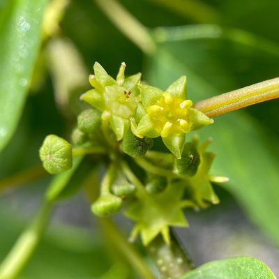 Colubrina elliptica, photographed by Sue Carnahan