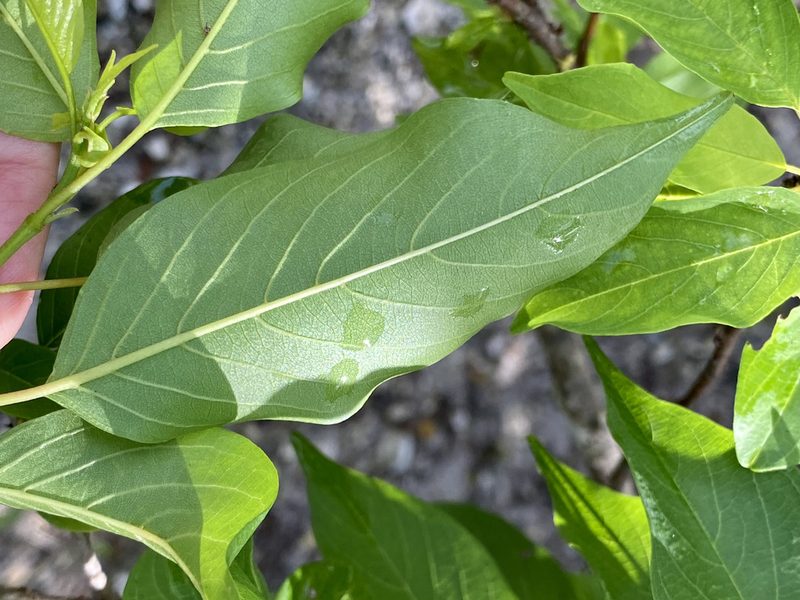 Colubrina elliptica, photographed by Sue Carnahan