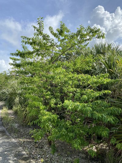Colubrina elliptica, photographed by Sue Carnahan