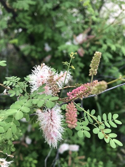 Mimosa distachya, photographed by Enrique Martínez Núñez