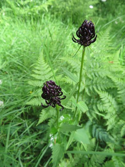 Phyteuma ovatum, photographed by Marco Mussita