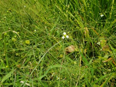 Alisma subcordatum, photographed by Luke Wildfire