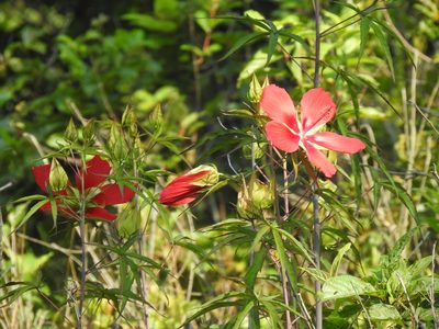 Hibiscus coccineus, photographed by Laura Mae