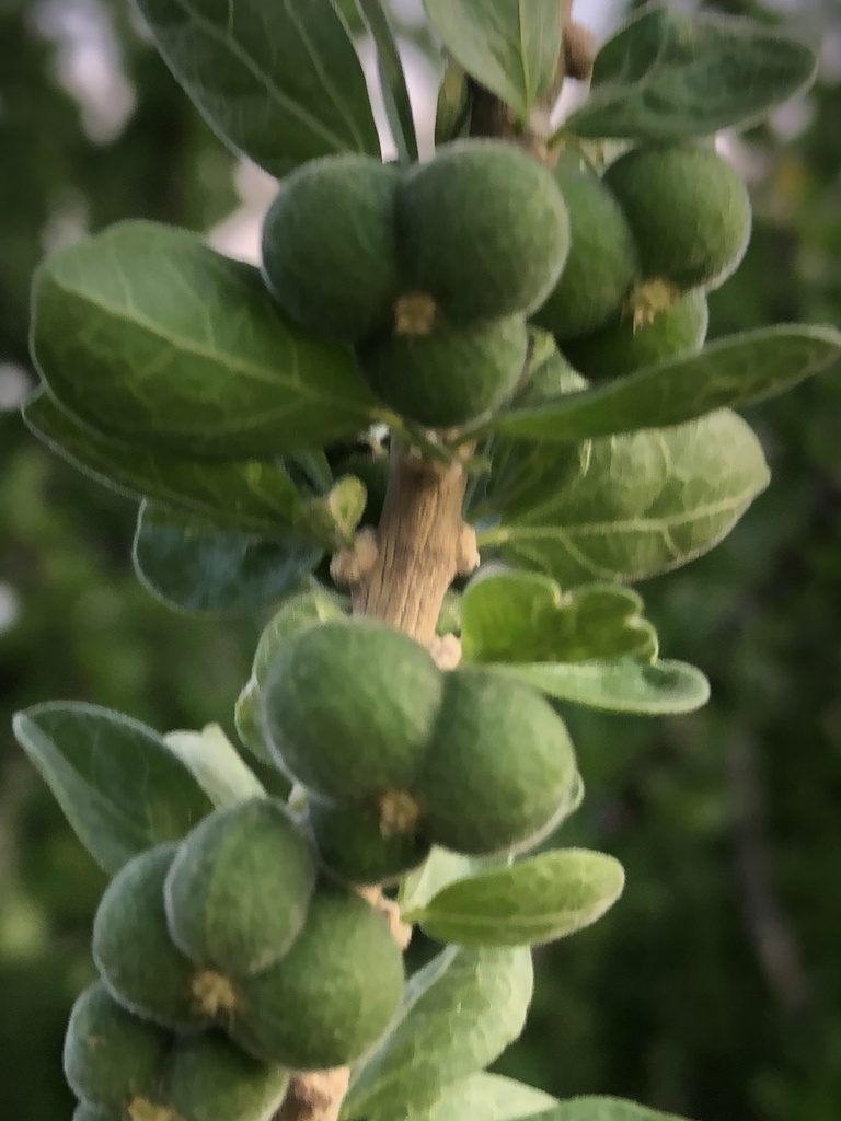 Adelia obovata, photographed by Enrique Martínez Núñez