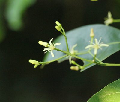 Acronychia pedunculata, photographed by Agnes Trekker