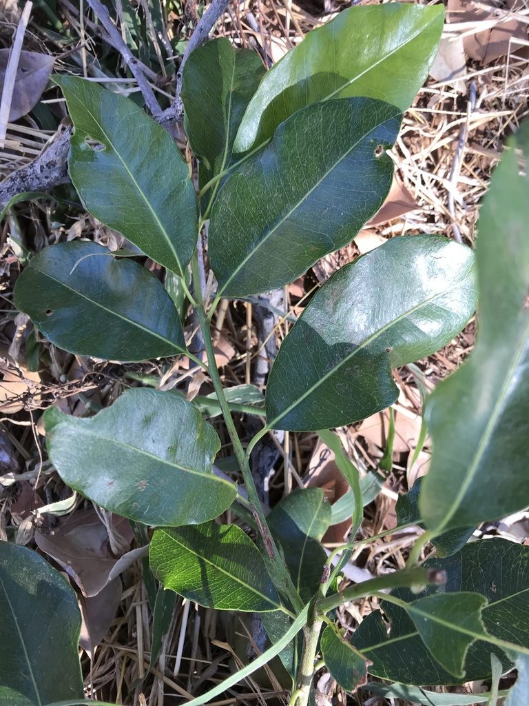 Mimusops obtusifolia, photographed by rosshawkins