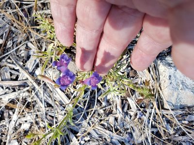 Penstemon laetus, photographed by Mary K. Hanson