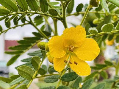 Senna multiglandulosa, photographed by Francisco E. Fonturbel