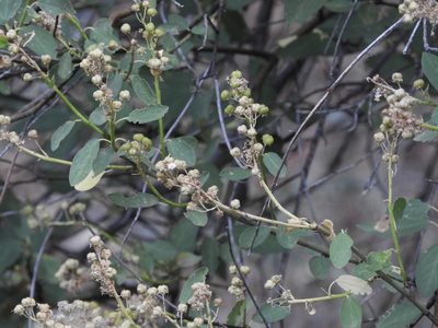 Ceanothus integerrimus, photographed by Mary K. Hanson