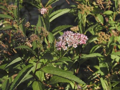 Spiraea japonica, photographed by Mary K. Hanson