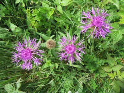 Centaurea nervosa, photographed by Marco Mussita