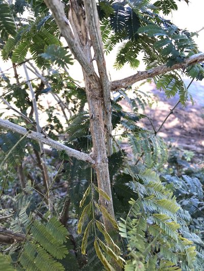 Senegalia schweinfurthii, photographed by rosshawkins