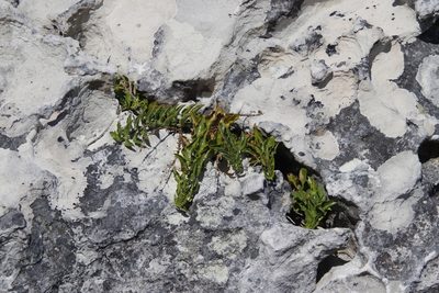 Teedia lucida, photographed by Tony Rebelo