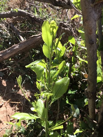 Mimusops obtusifolia, photographed by rosshawkins