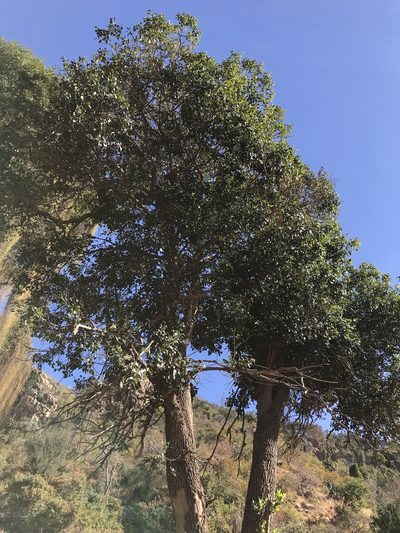Mimusops obtusifolia, photographed by rosshawkins