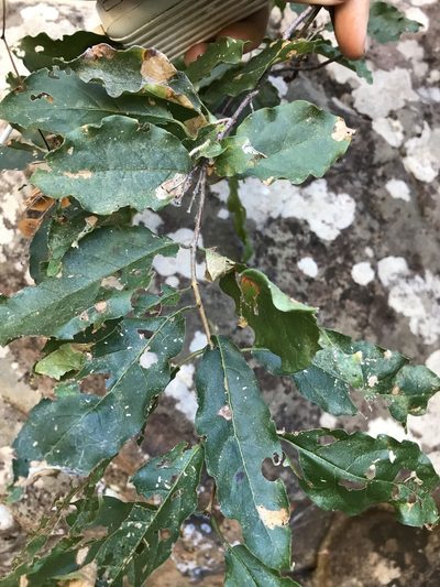 Combretum padoides, photographed by rosshawkins