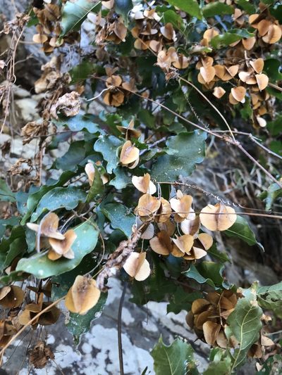 Combretum padoides, photographed by rosshawkins