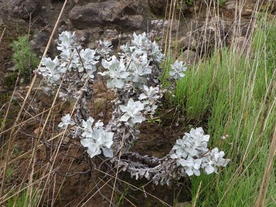 Eriogonum crocatum, photographed by Zack Abbey
