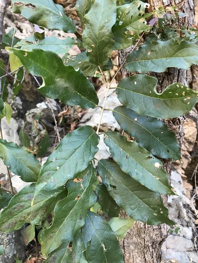 Combretum padoides, photographed by rosshawkins